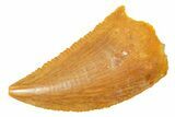 Serrated Raptor Tooth - Real Dinosaur Tooth #364728-1